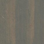 Conifer